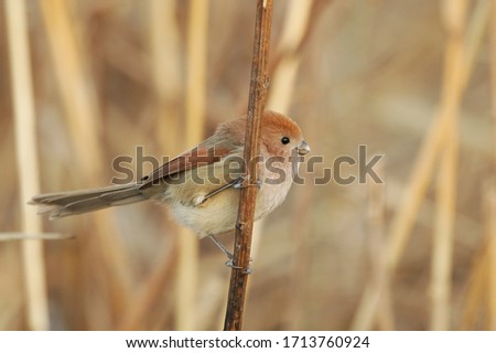 A Vinous-throated Parrotbill perched on a vertical reed stem. [[stock_photo]] © 