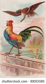 Vintage Advertising Card Illustration - Hawk And Rooster