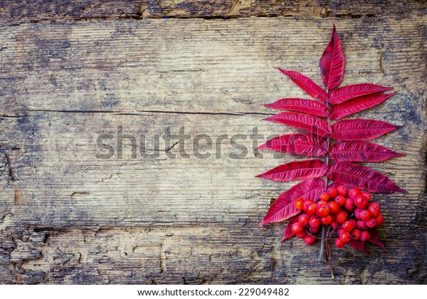 Vintage Autumn border from berries and fallen\
leaves on rustic table/ Thanksgiving day concept/ Autumn background\
with fallen leaves and\
copyspase