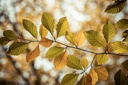 Dry Leaves Of Oak And Beech On The Branch. Dried Leaves On The