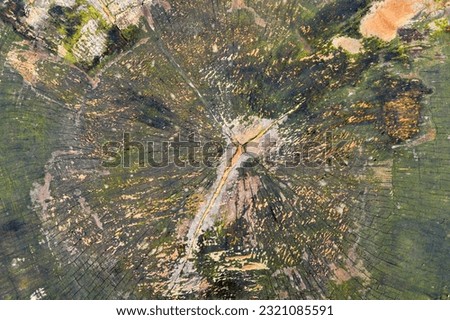 vintage background, abstract, old ring tree weathered wood texture with cut log cross section, mossy