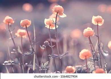 vintage background little flowers, nature beautiful, toning design spring nature, sun plants - Shutterstock ID 1064827904
