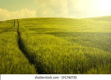 Vintage Barley Field.