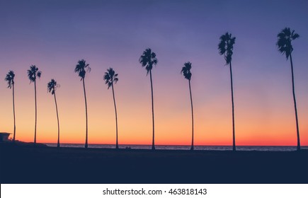 Vintage Beach Photo - Row of palm trees silhouettes during a colorful sunset at the beach in California 