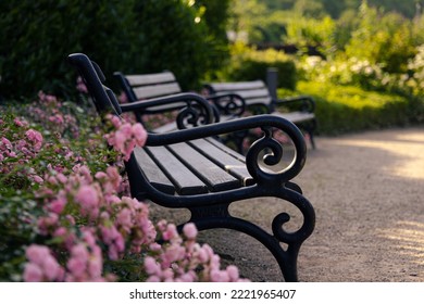 Vintage Bench In An Rose Garden 