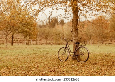 bicycle in a tree