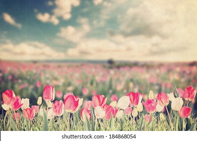 Vintage Big Tulip Flowers Meadow, Spring Landscape