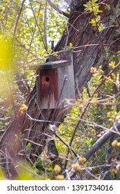 Vintage Bird House In A Tree In The Middle Of A Park In Ogden, Utah