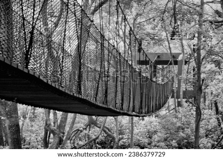 vintage black and white image of the rickety rope bridge at the mangrove forest 