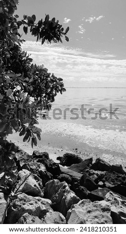 vintage black and white view of Tampa Bay