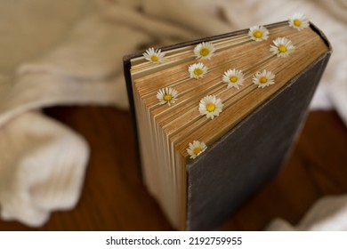 Vintage book with fresh daisies flowers on the table in the arms of a sweater - Shutterstock ID 2192759955