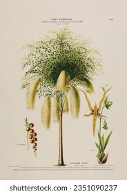 Vintage Botanical Illustration Fruit Flowers Plants