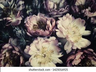 Vintage Bouquet Of Beautiful Pale Peonies On Black. Floristic Decoration. Floral Background. Baroque Old Fashiones Style Image. Natural Flowers Pattern Wallpaper Or Greeting Card