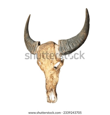 Vintage buffalo skull on a white background with buffalo horns in perfect shape.