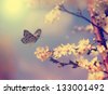 spring flower butterfly