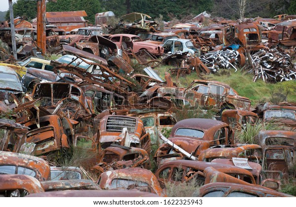 Vintage cars in an auto\
wreckers yard