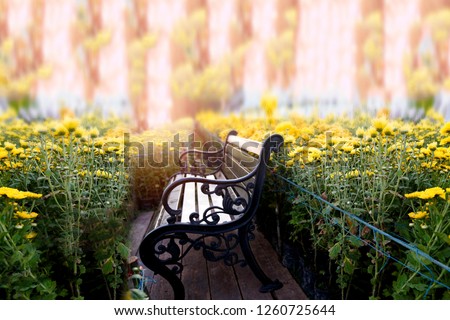 Similar – Wunderschöne Sommerszene mit Blumenstrauß der Kamille