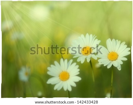 Similar – Multicolored Flowers Daisy