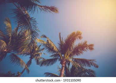 Cocotier Images Stock Photos Vectors Shutterstock