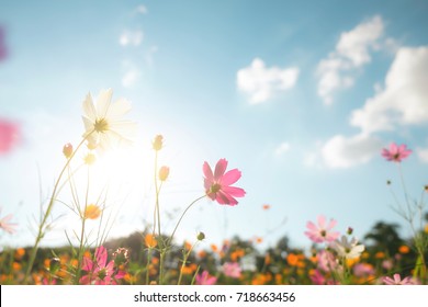 Vintage color filter cosmos flower field. - Shutterstock ID 718663456