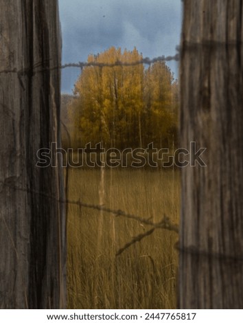 Vintage creatively shot photography through old rustic barbed wire fence positioned between two wooden fence posts.  Background shows gold tree in full autumn display and light blue sky.  