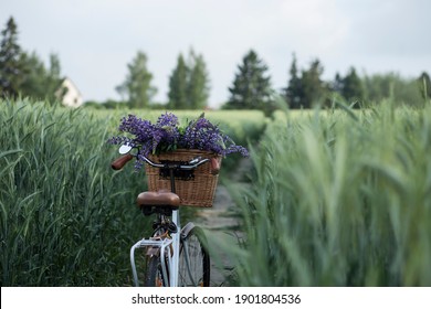 vintage cycle with basket full off lupines in the young  rye field