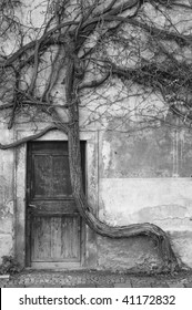 vintage door and old crooked tree, Black & white photo