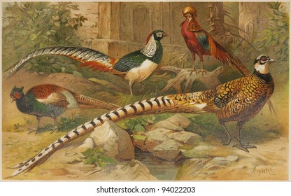 Vintage drawing of various types of pheasants - Picture from Meyers Lexicon books collection (written in German language ) published in 1908 , Germany.