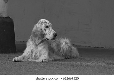 Vintage english setter portrait, laying purebred dog - Shutterstock ID 622669520