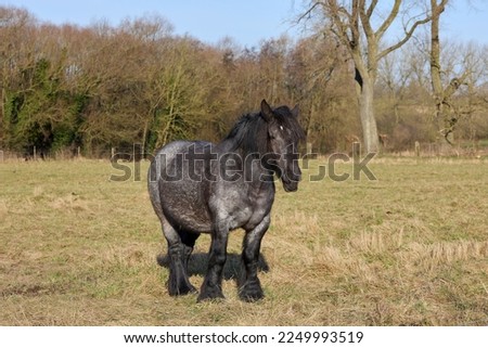 Vintage Flemish horse in meadow