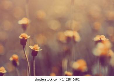 vintage flowers in soft focus and blurred for background, little flowers field  in the morning  sunshine of summer. - Shutterstock ID 1432846682