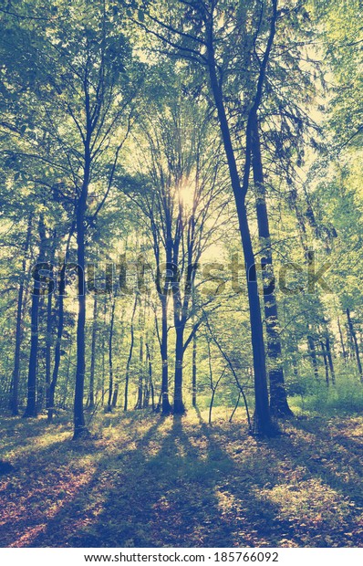 Vintage Forest Background Stock Photo (Edit Now) 185766092