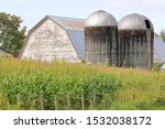 Vintage grain silos stand side by side overlooking a summer cornfield and an old weather beaten barn. 