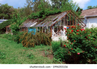 Vintage greenhouse with broken windows. An old greenhouse for the study of rare plants. Broken windows theory. Growing sustainable products in your home greenhouse.