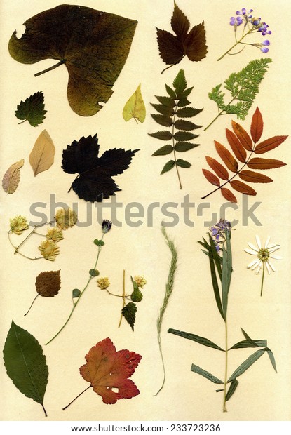 Vintage Herbarium Background On Old Paper Stock Photo (Edit Now) 233723236