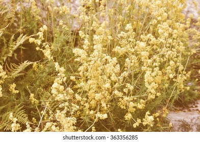 Vintage Looking Yellow Spring Bedstraw (Galium Verum L) Aka Lady Bedstraw Flower