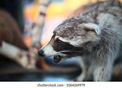 Vintage Mounted (taxidermy) Racoon At The Rose Bowl Flea Market In Pasadena.