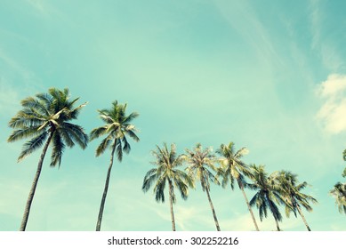 Vintage Nature Photo Of Coconut Palm Tree In Seaside