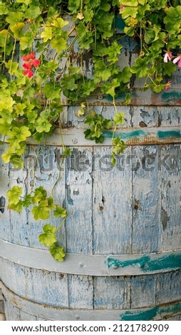 Vintage old painted barrel with ivy flowers growing in it 