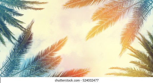 Vintage Palm Background Texture Frame