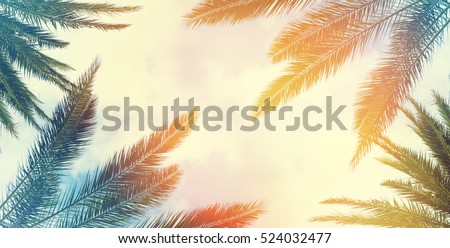 Vintage palm background texture frame