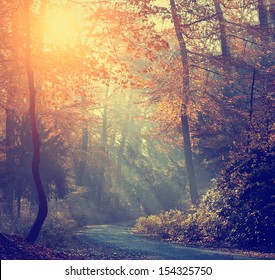 Vintage photo of autumn forest - Powered by Shutterstock