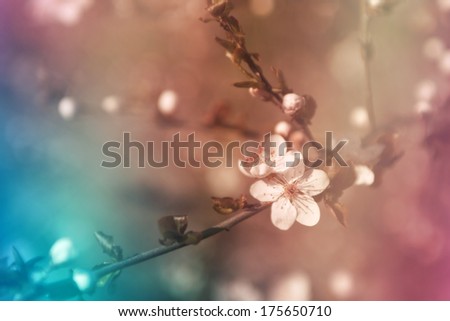 quittentapete. Decoration