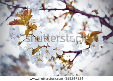 Similar – Frühlingsfarben Natur