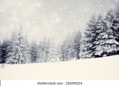 Vintage Photo Of Christmas Background With Snowy Fir Trees 