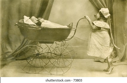 Vintage Photo Of Dog Pushing A Baby Carriage