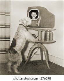 Vintage Photo Of A Dog Watching The Television