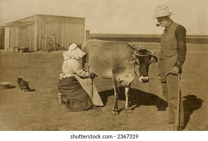 Vintage Photo Of A Farm Couple In The Barnyard Milking A Cow