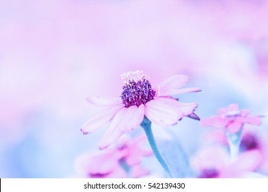 500 purple flower background pictures royalty free images stock purple flower backgrounds
