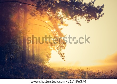 Similar – Foto Bild Nebliger Wald mit einem Licht in der Ferne, Zermatt, Schweiz